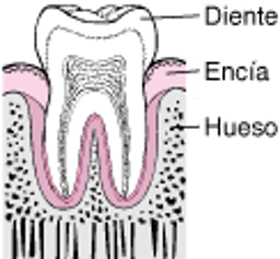 Periodontitis: de la formación de placa a la pérdida del diente