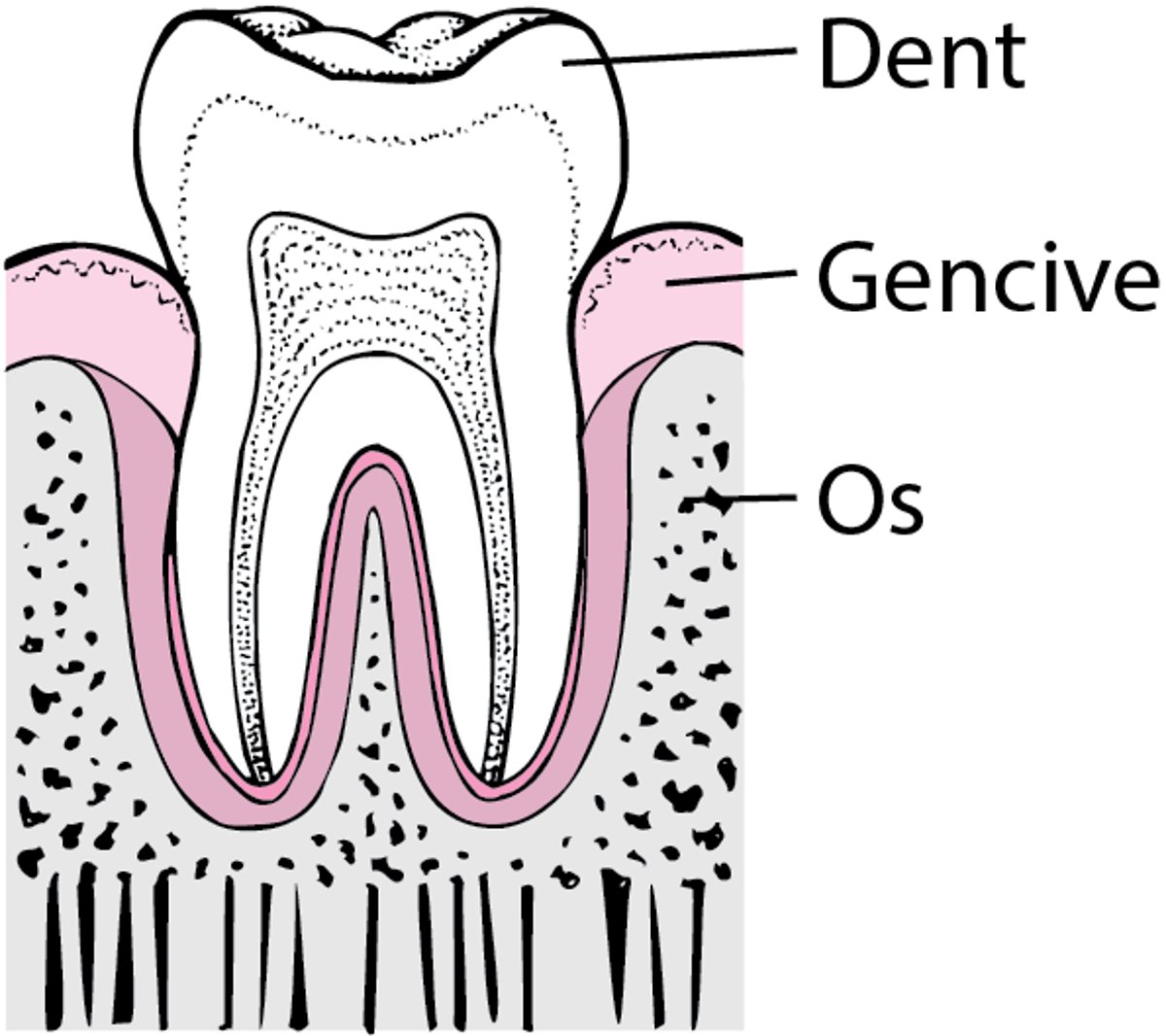 Parodontite : De la plaque à la perte dentaire