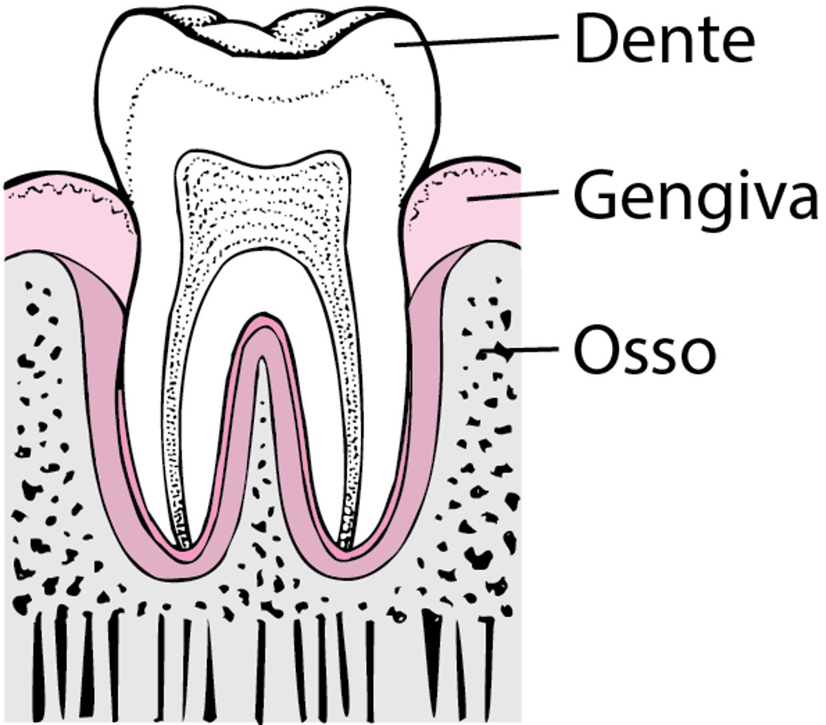 Parodontite: dalla placca alla perdita dei denti