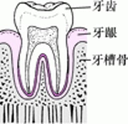 牙周炎：从菌斑堆积到牙齿松动的过程