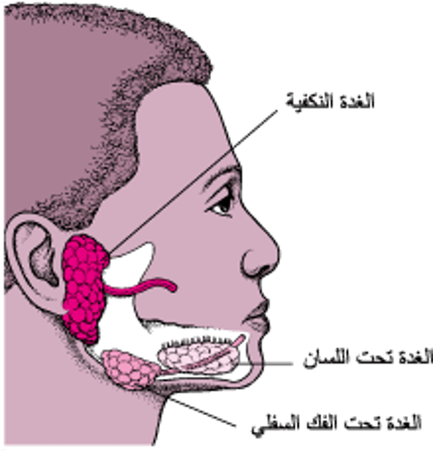 تحديد مواقع الغدد اللعابية الرئيسية