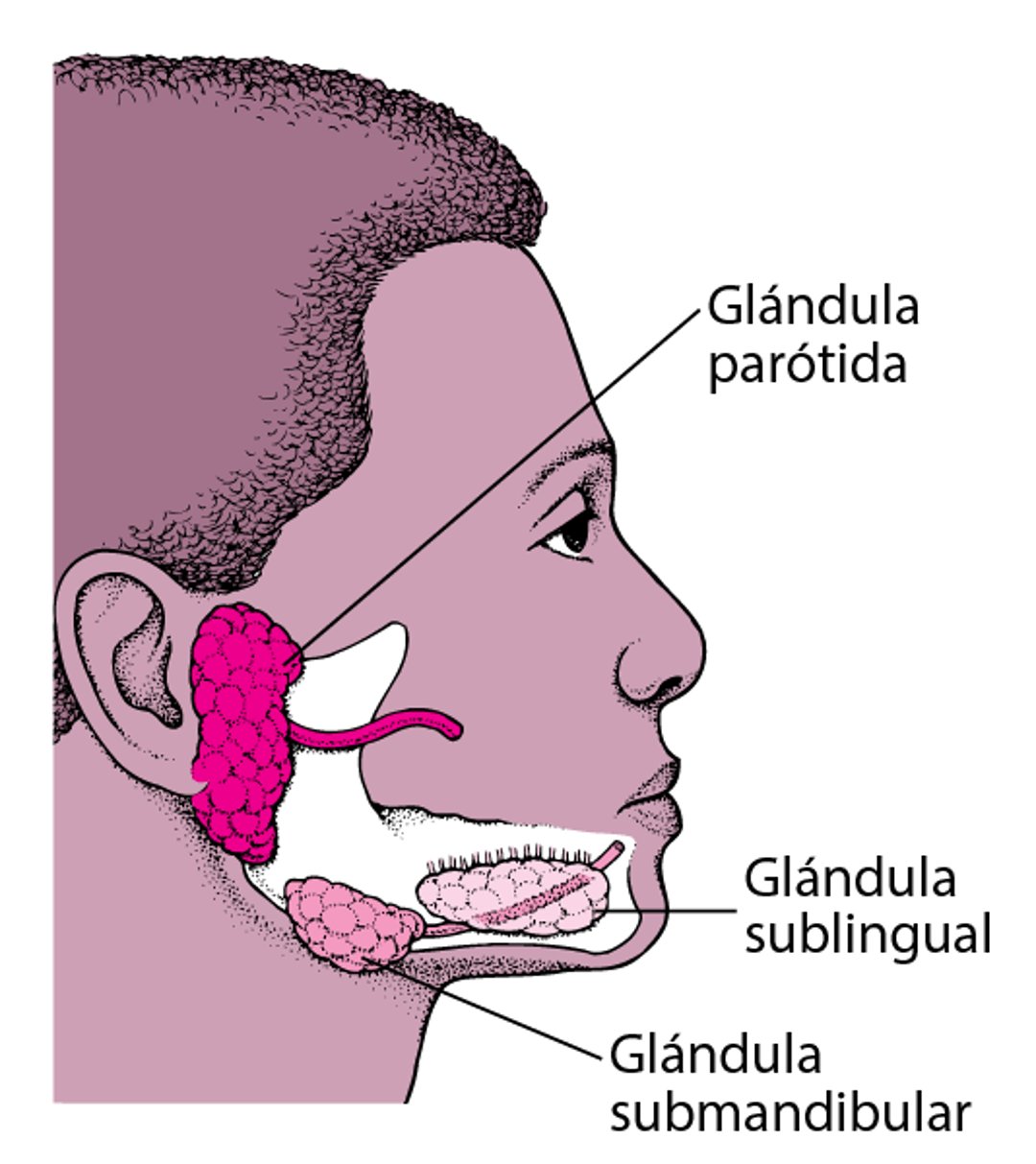 Localización de las principales glándulas salivales