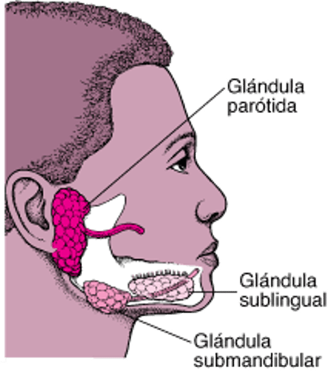 Localización de las principales glándulas salivales