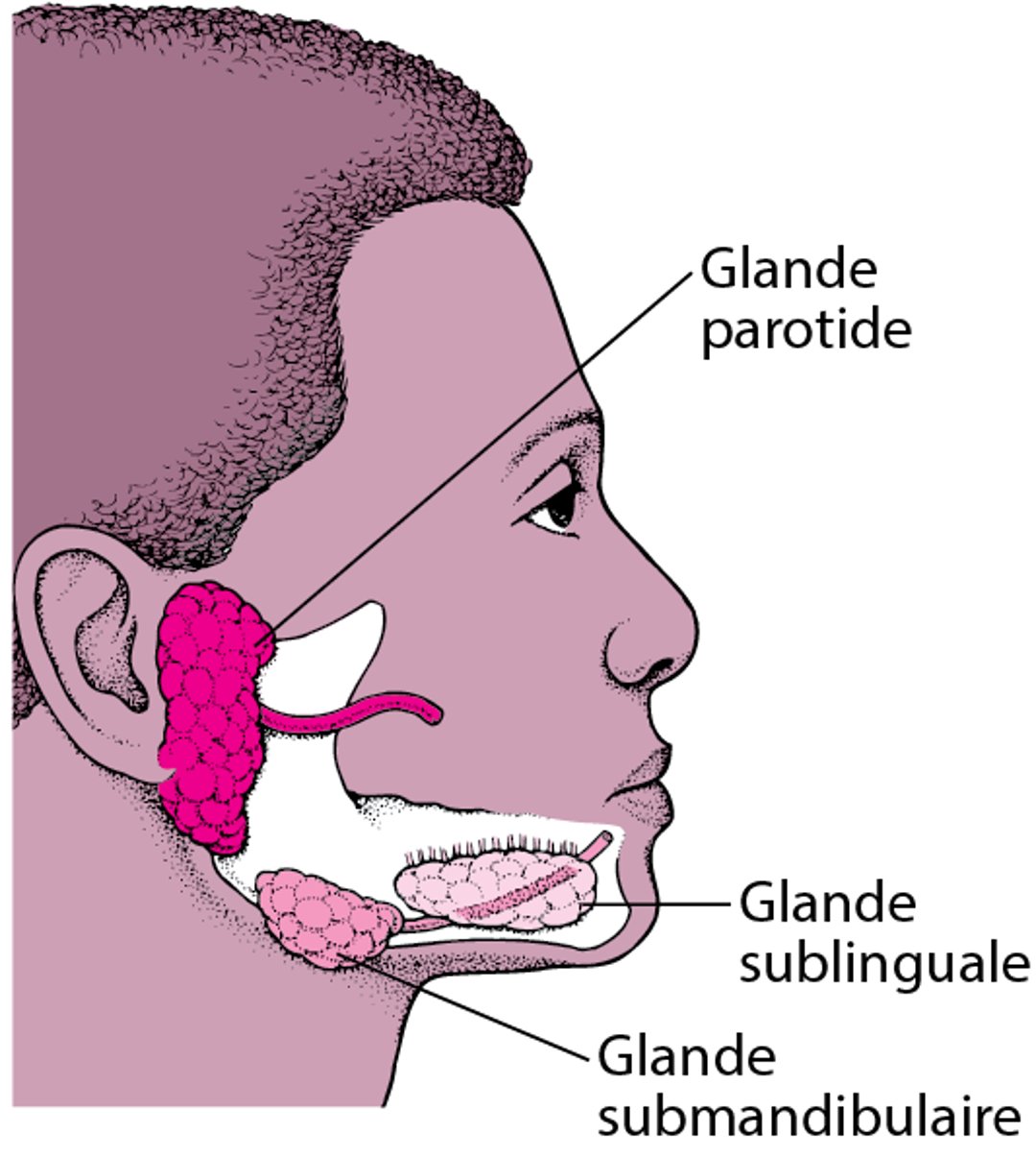 Emplacement des principales glandes salivaires