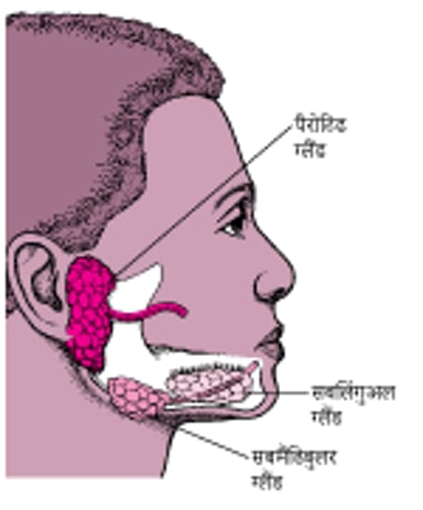 लार पैदा करने वाली प्रमुख लार ग्रंथियों का पता लगाना