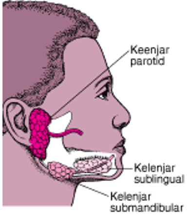 Menentukan Lokasi Kelenjar Ludah Utama
