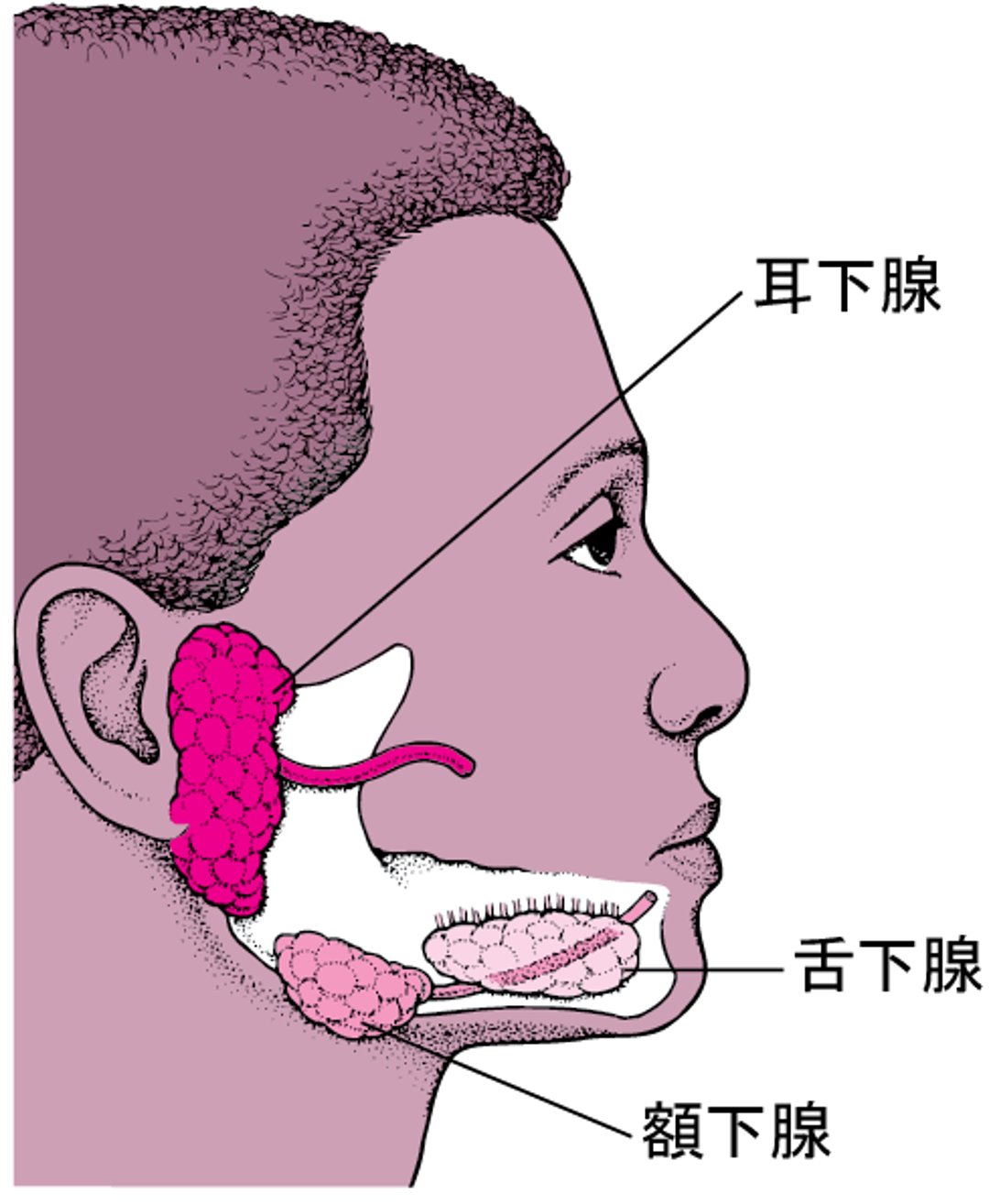 大だい唾液腺だえきせんの位置いち