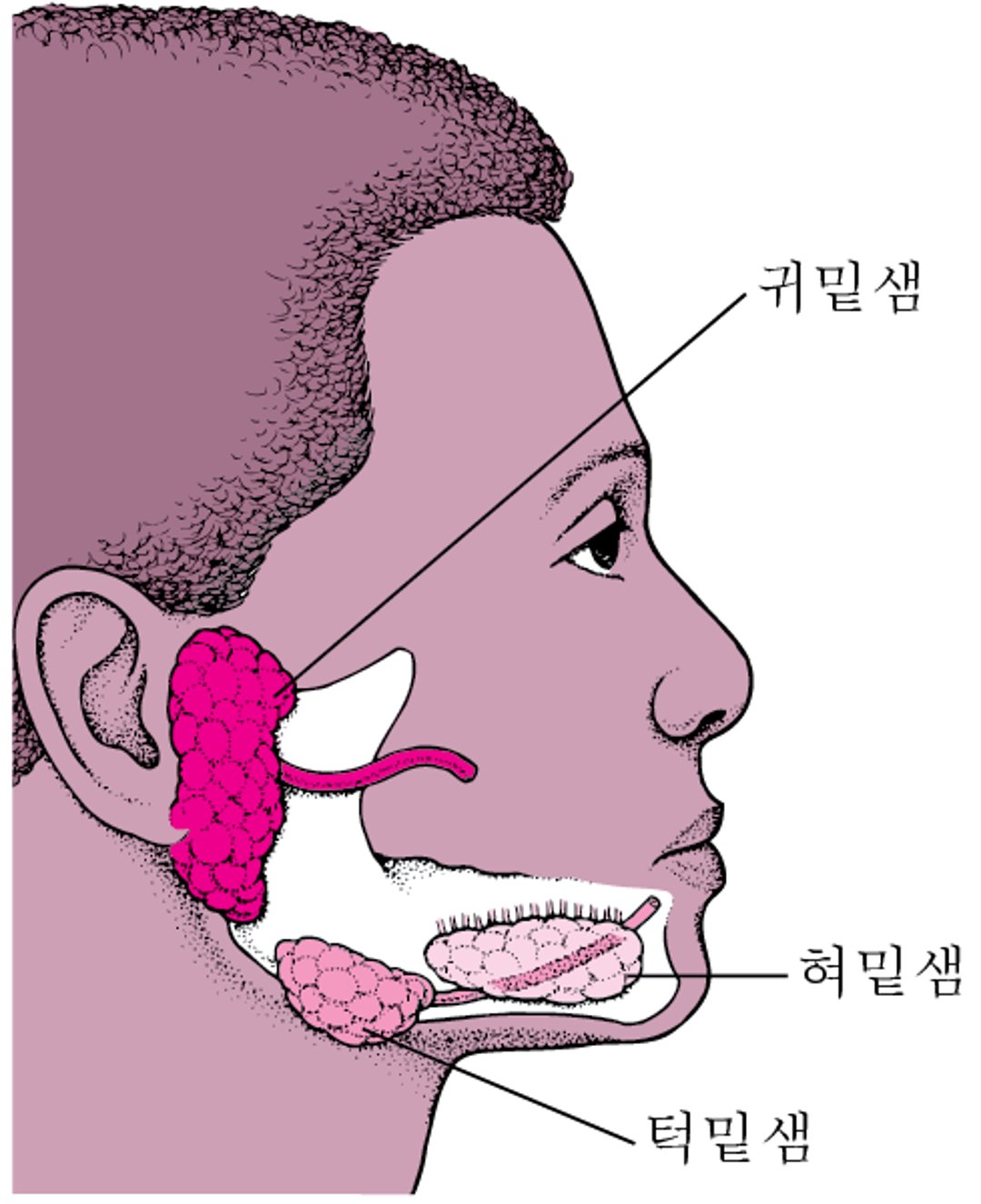 주요 침샘들의 위치