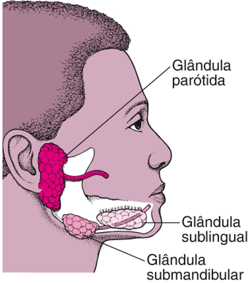 Localizando as glândulas salivares principais