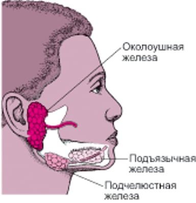 Расположение основных слюнных желез