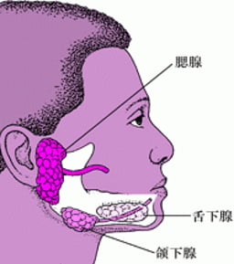 流行性腮腺炎 - 流行性腮腺炎 - 《默沙东诊疗手册大众版》