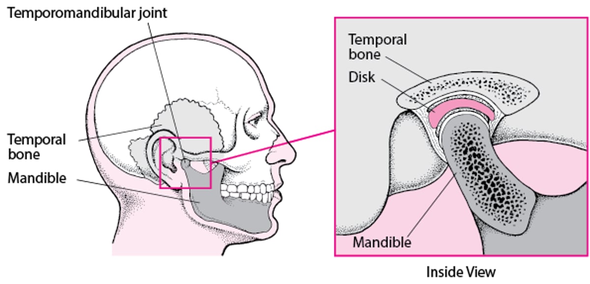 The Temporomandibular Joint