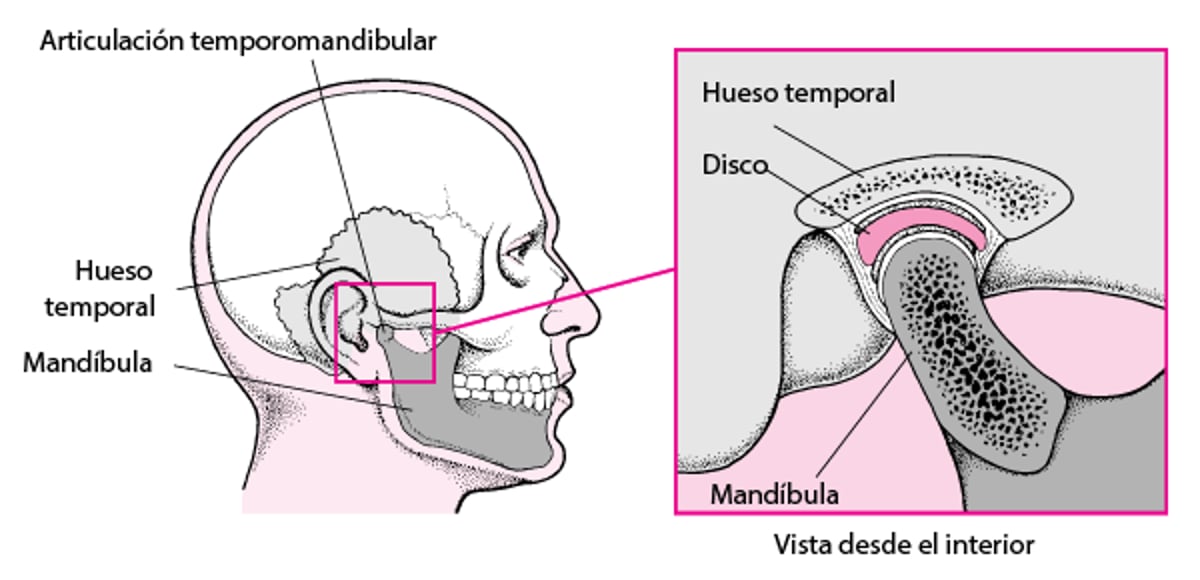 La articulación temporomandibular