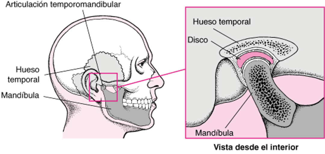La articulación temporomandibular