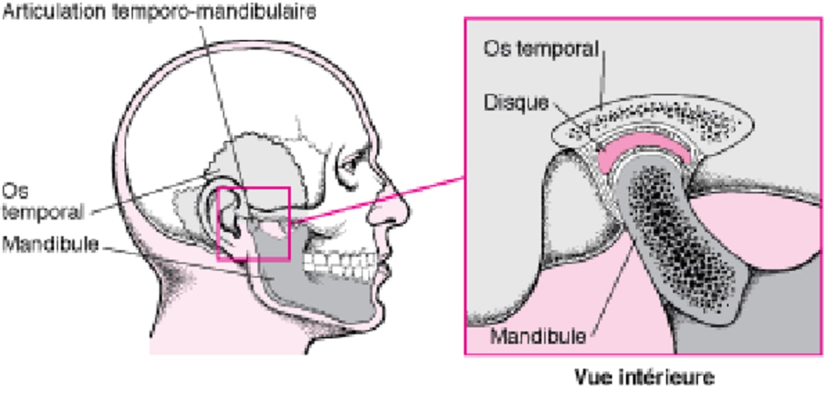 Articulation temporo-mandibulaire