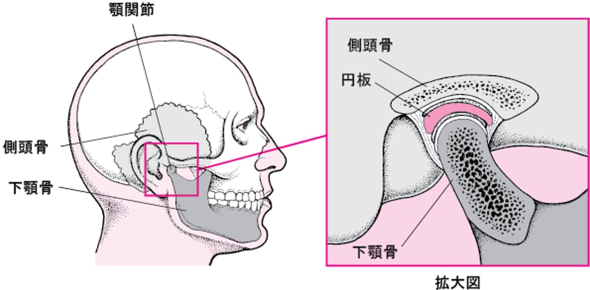 <ruby >顎関節<rt >がくかんせつ</rt></ruby>