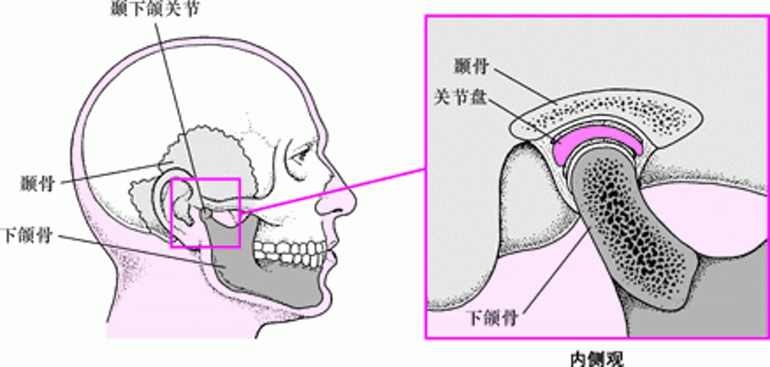 Image:颞下颌关节-《默沙东诊疗手册大众版》