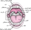 صورة ترسيمية للفم