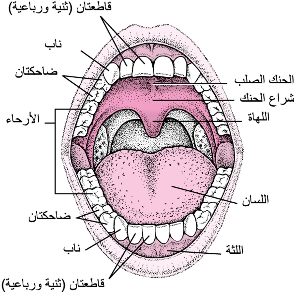 صورة ترسيمية للفم