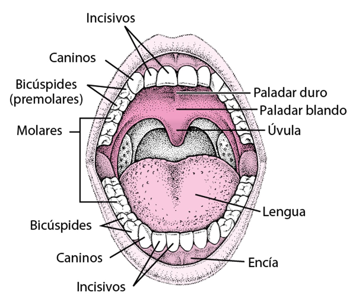 Exploración de la boca