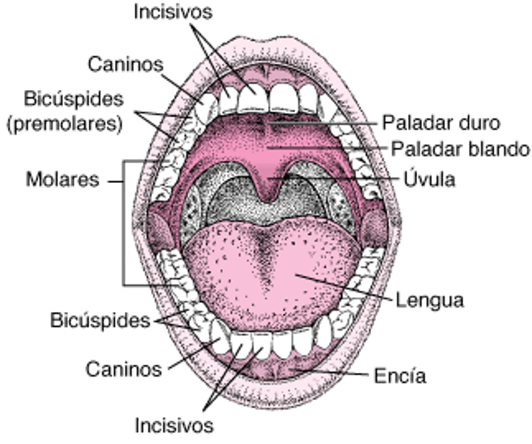 Exploración de la boca
