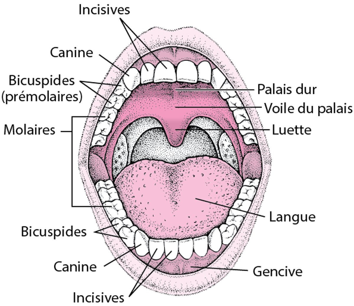 Aperçu de la bouche