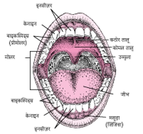 मुंह का एक दृश्य