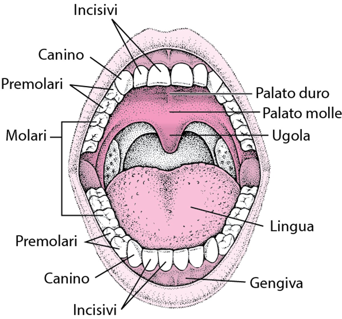 Panoramica della bocca