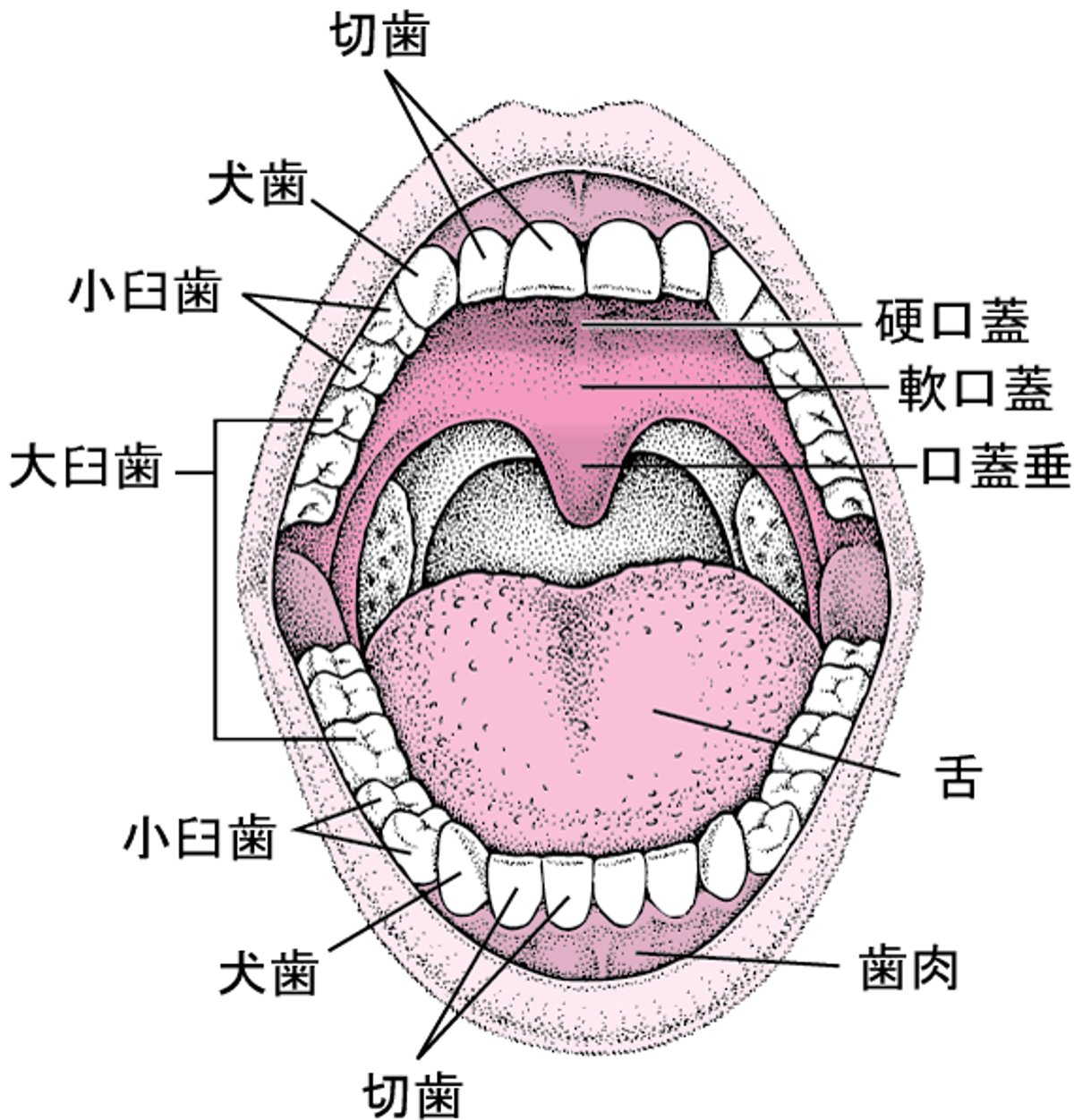 口の中の図