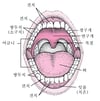 구강 구조
