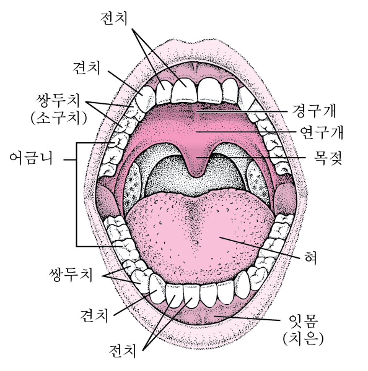 구강 구조