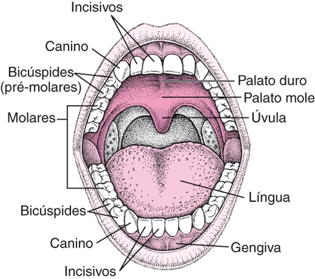 Visualização da boca