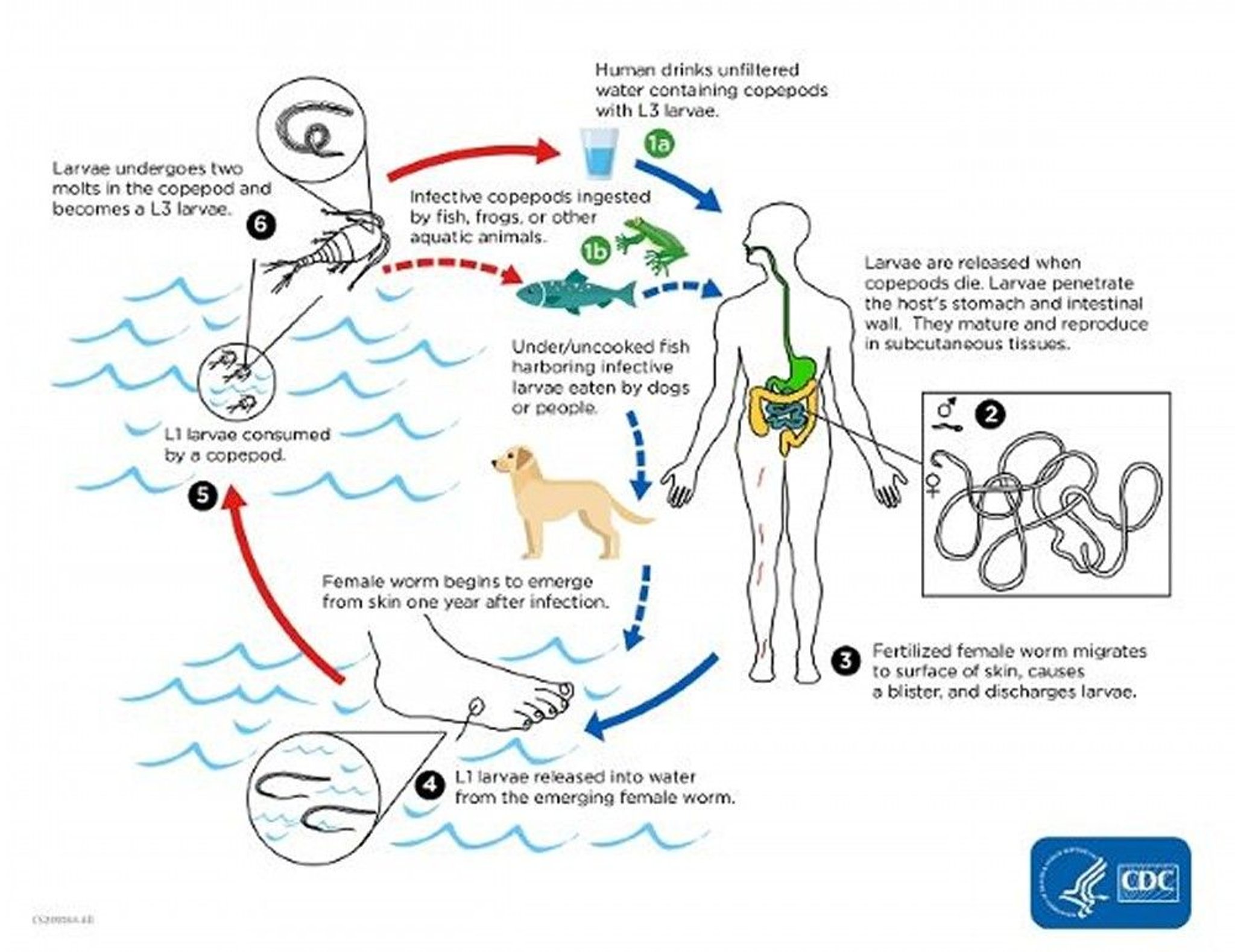 Life Cycle of <i >Dracunculus medinensis</i>