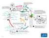 Ciclo de vida do Dracunculus medinensis