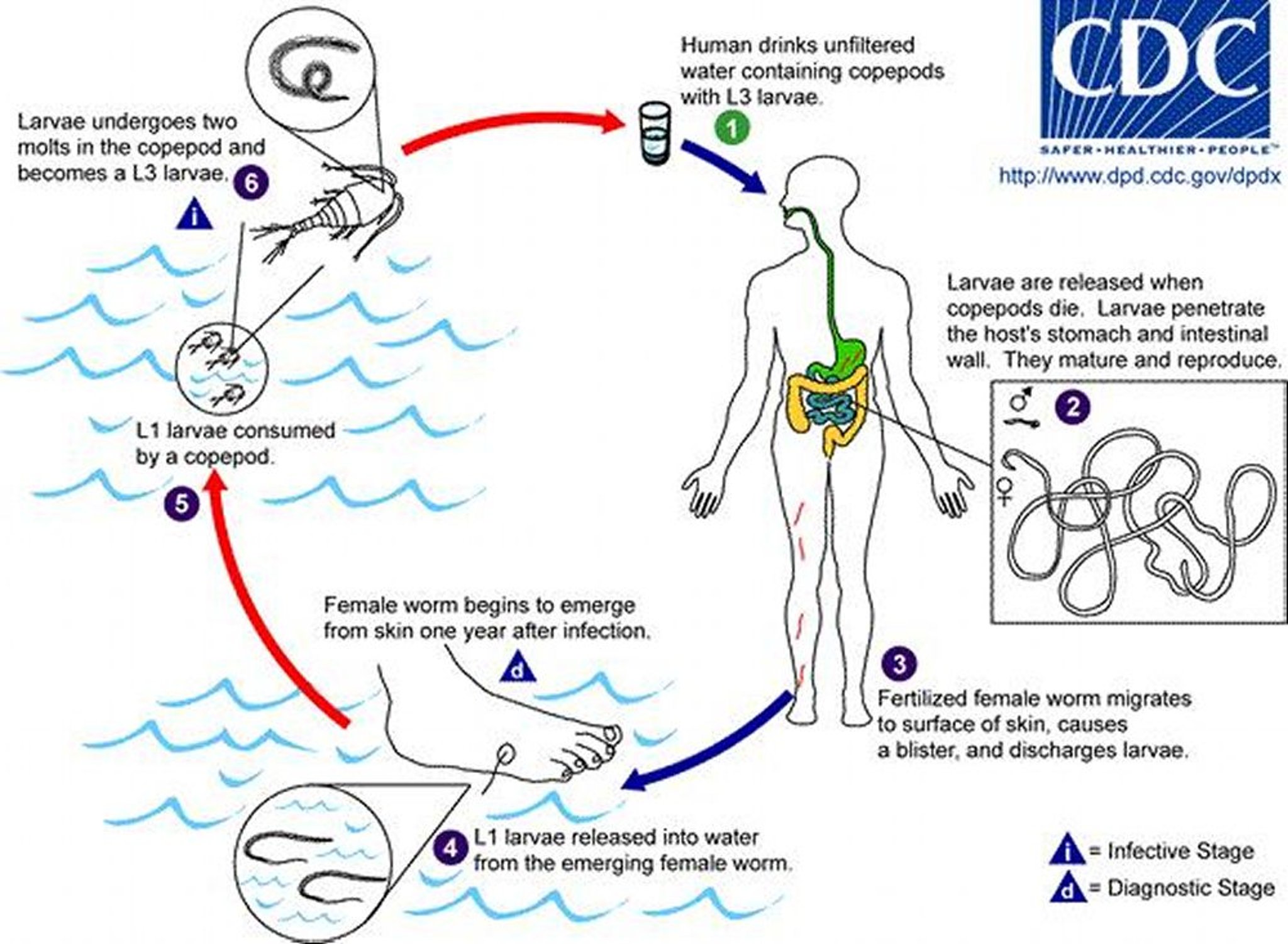 Cycle de vie de <i >Dracunculus medinensis</i>