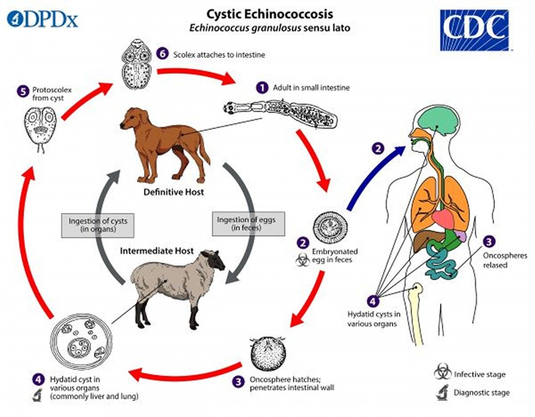 Life Cycle of <i >Echinococcus</i> (Dog Tapeworm)