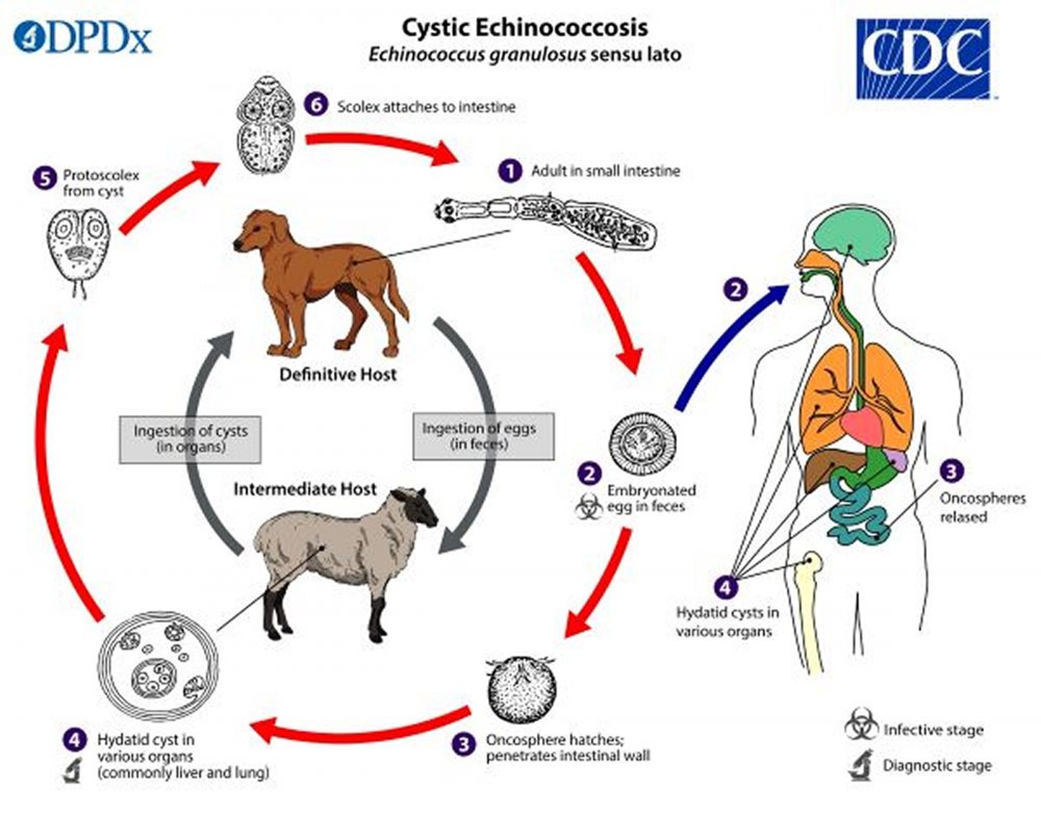 Ciclo de vida do <i >Echinococcus</i> (tênia dos cães)