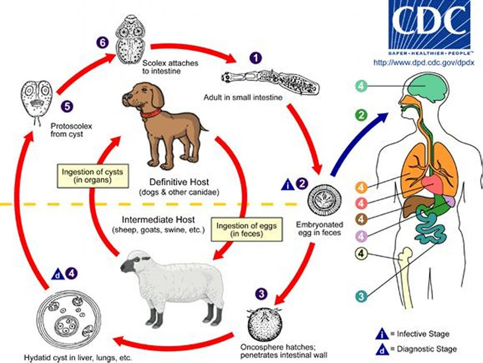 دورة حياة <i >الدودة المشوّكة</i> (شريطيّة الكلاب)