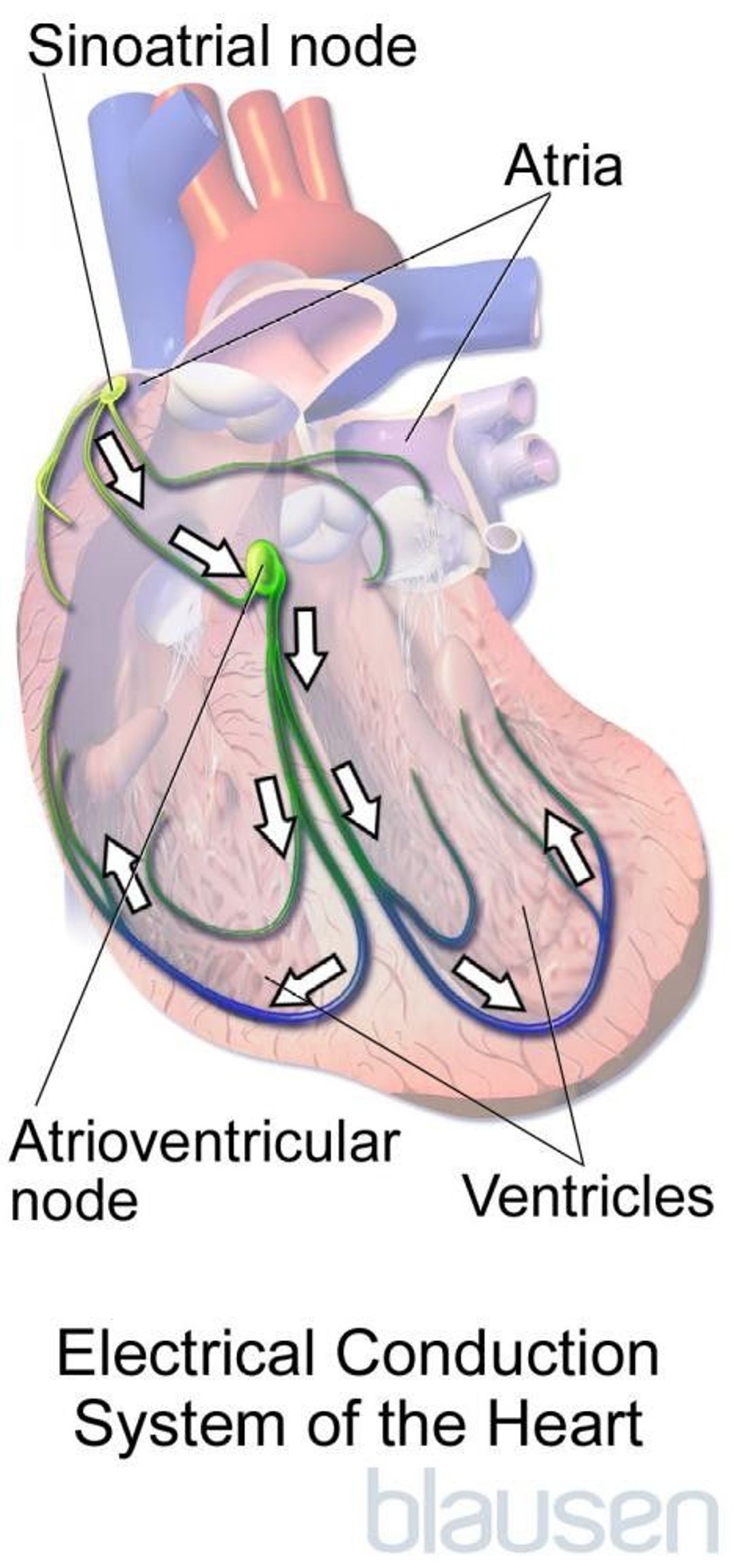 Electrical Conduction System of the Heart