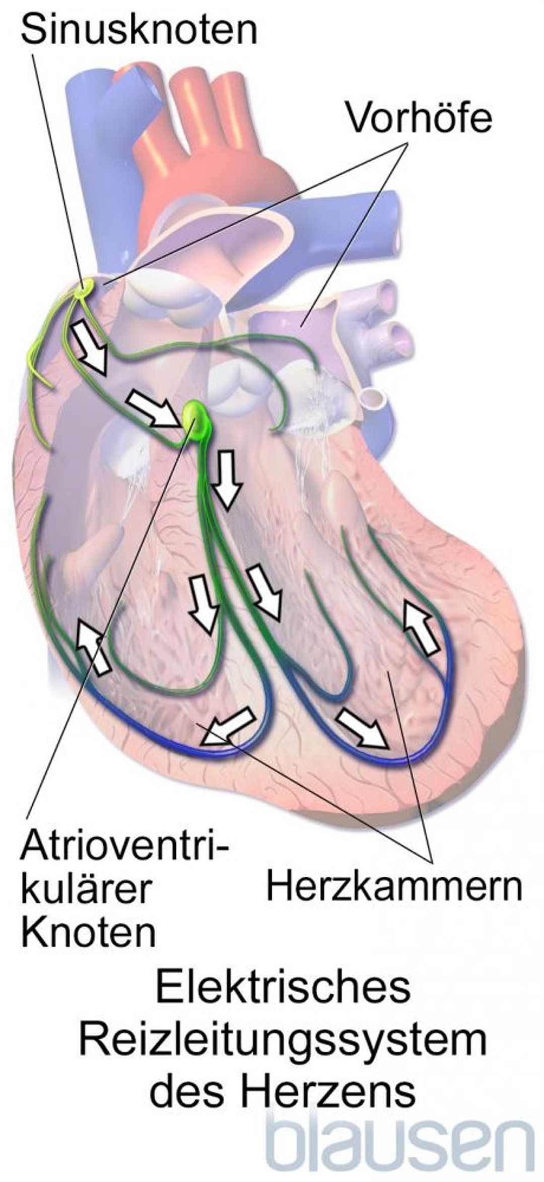 Elektrisches Reizleitungssystem des Herzens