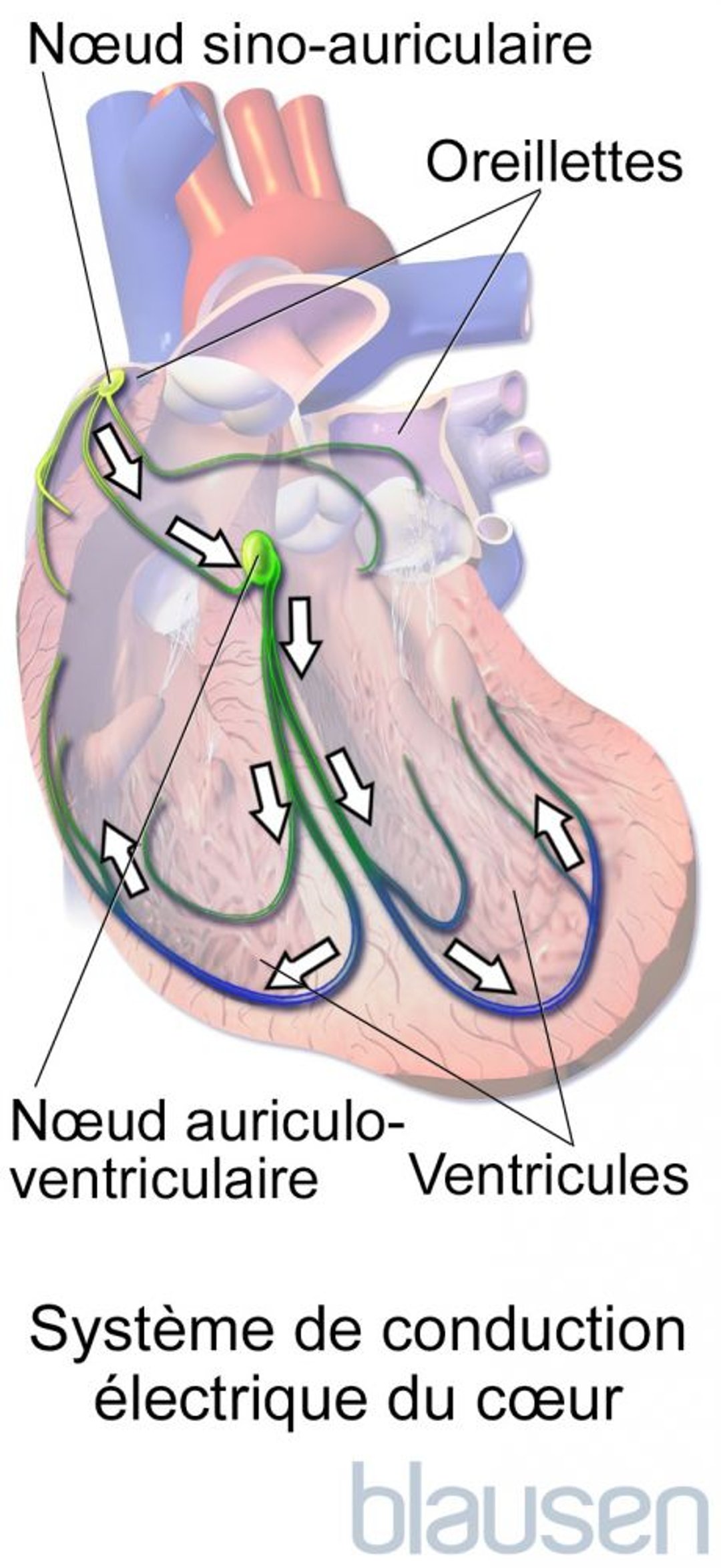 Système de conduction électrique du cœur