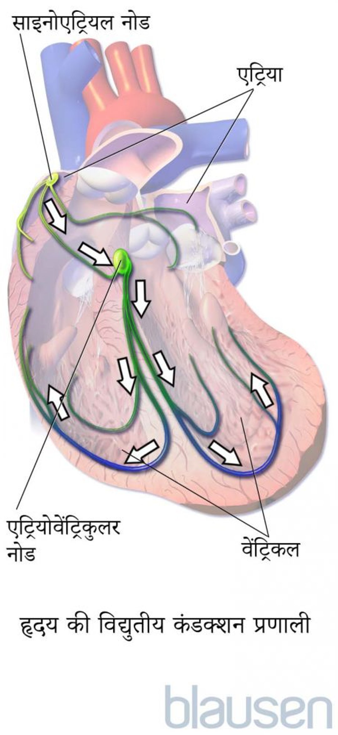 हृदय की विद्युतीय कंडक्शन प्रणाली