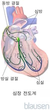 심장 전도계