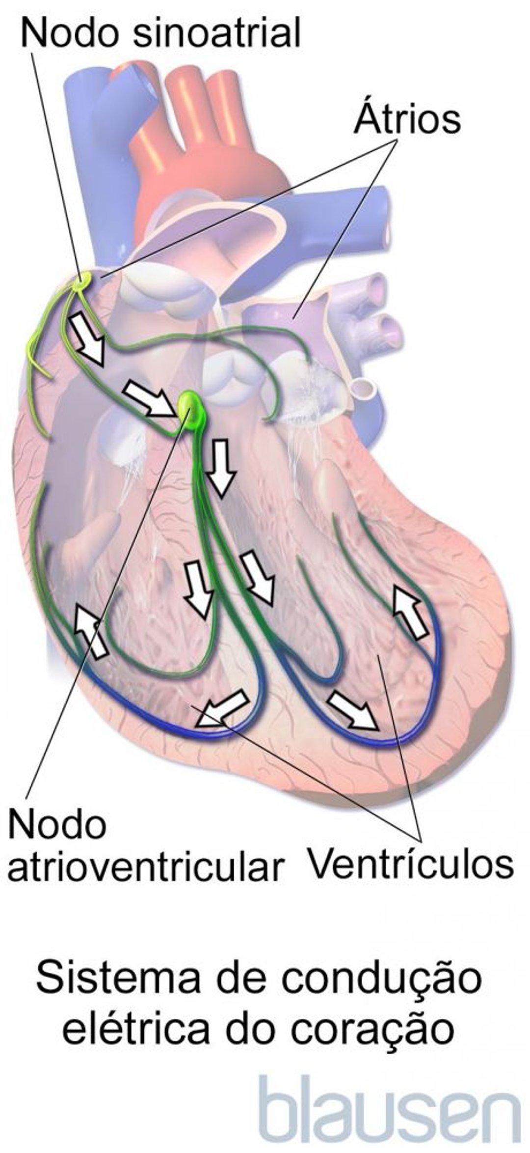 Sistema de condução elétrica do coração