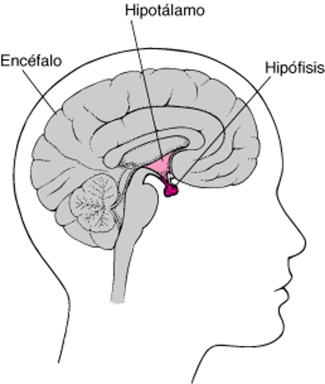 Hipófisis: la glándula maestra