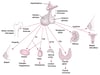The Pituitary and Its Target Organs