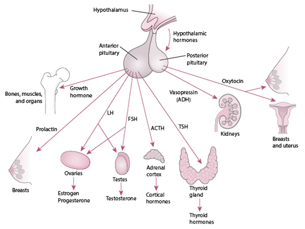 The Pituitary and Its Target Organs