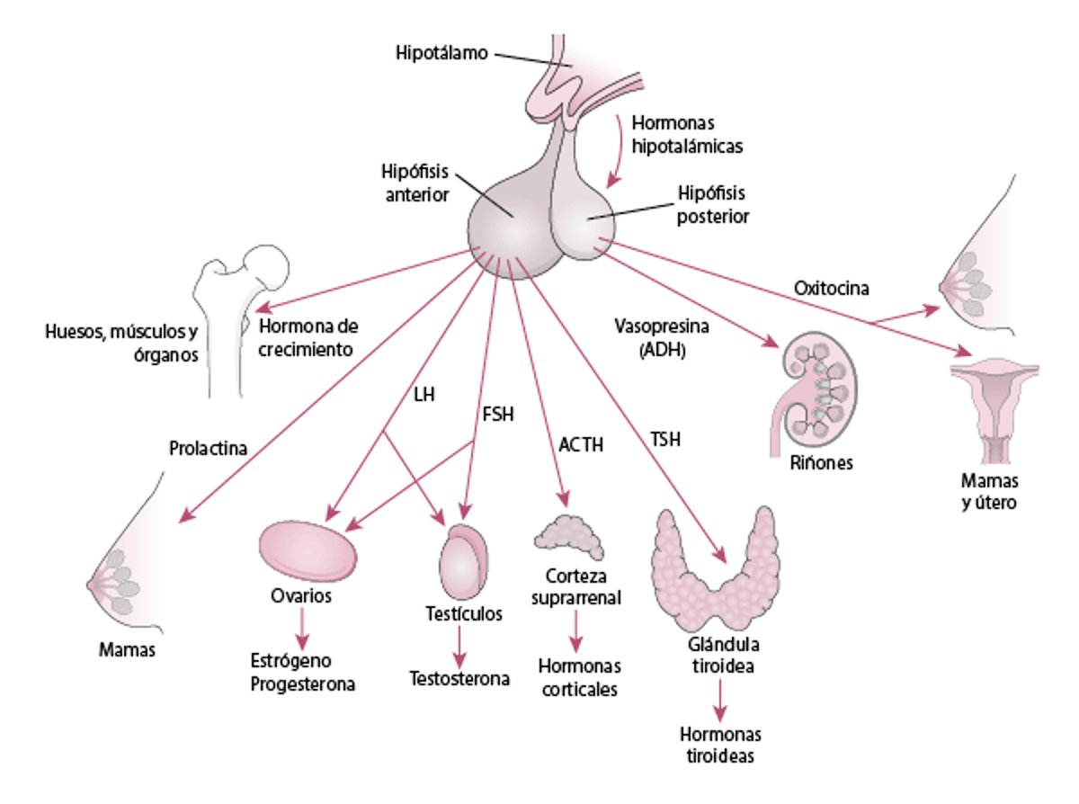La hipófisis y sus órganos diana