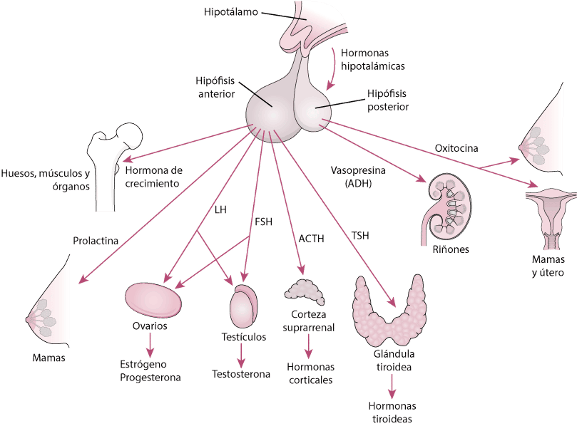 La hipófisis y sus órganos diana