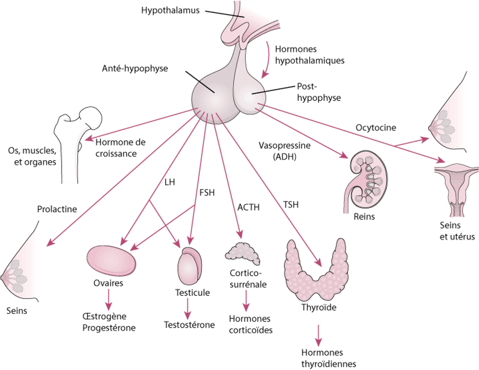 L’hypophyse et ses organes cibles